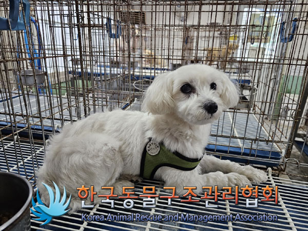 보호중 말티즈의 가…